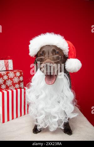 Ritratto di un labrador retriever di cioccolato vestito da babbo natale seduto accanto a una pila di regali di Natale avvolti Foto Stock