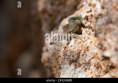 Lucertola in Corsica. Padarcis tiliguerta, Lizard delle mura tirreniche, è una specie endemica della Corsica e della Sardegna. lucertola della famiglia Lacertidae. Foto Stock