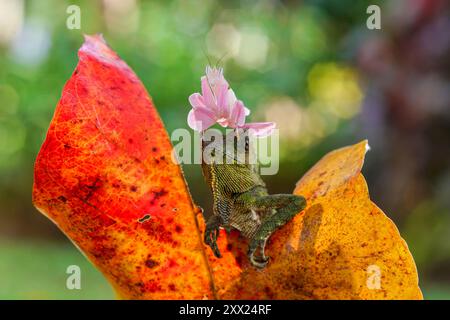 Le manti di Orchidea seduto sulla cima di un drago della Foresta di Boyd (Hypsilurus boydii) su una foglia, Indonesia Foto Stock