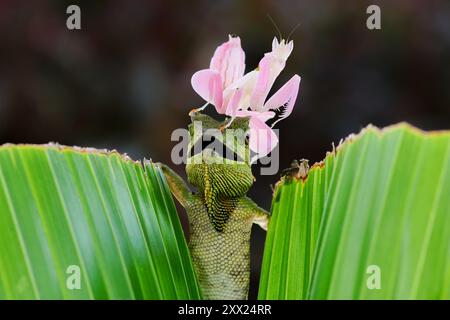 Le manti di Orchidea seduto sulla cima di un drago della Foresta di Boyd (Hypsilurus boydii) su una foglia, Indonesia Foto Stock