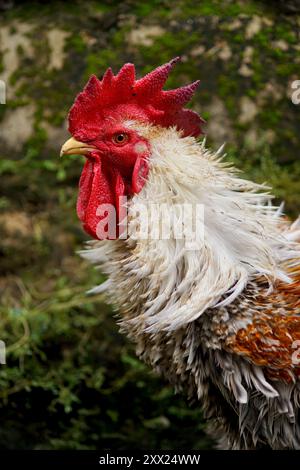 Primo piano della testa di un gallo con un pettine rosso, Indonesia Foto Stock