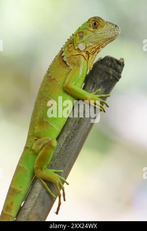 Primo piano di un'iguana verde su una filiale, Indonesia Foto Stock