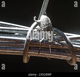 Un insetto metallico, grossipes Physomerus, un grosso insetto con i piedi della colonna vertebrale, l'insetto Sweetpotato su un filo spinato Foto Stock