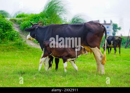 Vitello che beve latte di mucca, vitello di manzo che beve dalla mammella della mucca madre Foto Stock