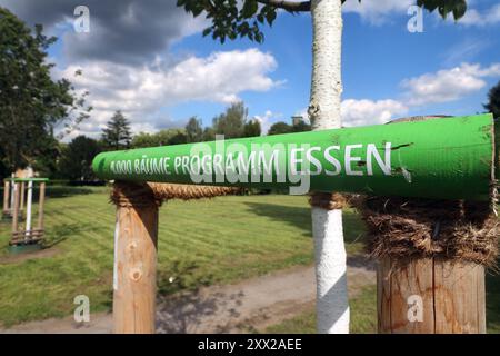 Naturschutz in der Stadt IM Rahmen der Aktion 1000 Bäume Programm Essen wurden zahlreiche Bäume gepflanzt, die auch der Klimaproblematik entgegenwirken sollen und die Lebensqualität erhöhen Essen Nordrhein-Westfalen Deutschland *** conservazione della natura in città numerosi alberi sono stati piantati come parte della campagna Trees Program 1000 Essen, che ha anche lo scopo di contrastare il problema climatico della Renania settentrionale e migliorare la qualità della vita in Germania Foto Stock