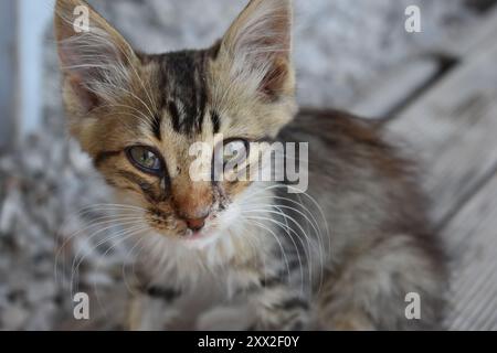 Primo piano della faccia di piccoli gattini ad Akyaka, Turchia. Foto Stock