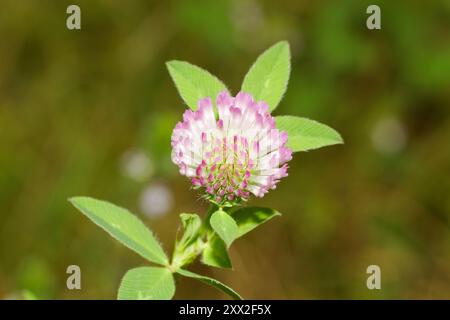 Giovane trifoglio rosso in fiore, Quebec, Canada Foto Stock
