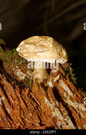 Piccolo insetto mangiato fungo che cresce su un vecchio ceppo di albero marcio. Quebec, Canada Foto Stock