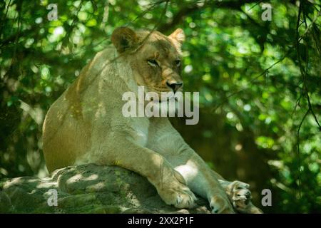 Leonessa africana seduta su una roccia Foto Stock