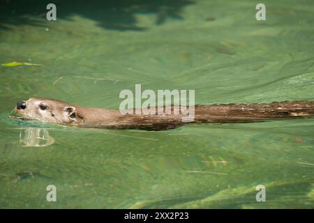 Nord America Lontra di fiume Foto Stock