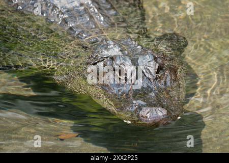 Coccodrillo del Nilo, Crocodylus niloticus Foto Stock