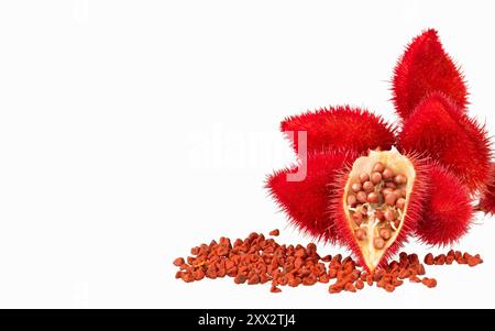 Semi di annatto, colorazione alimentare naturale - Bixa orellana Foto Stock