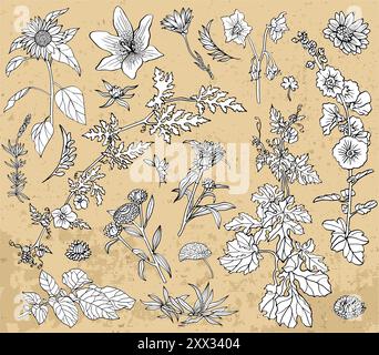 Crea un set di piante, erbe e fiori disegnati a mano sullo sfondo della trama. Giardino botanico estivo. Illustrazione grafica della linea vettoriale nello stile di schizzo Illustrazione Vettoriale