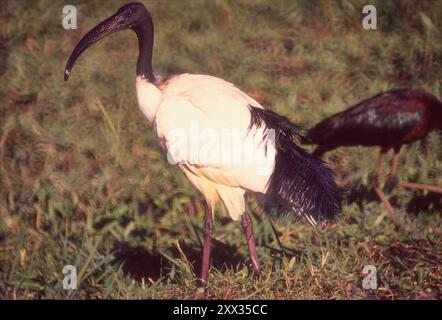 Ibis sacro africano (Threskiornis aethiopicus), lago Naivasha, Kenya Foto Stock