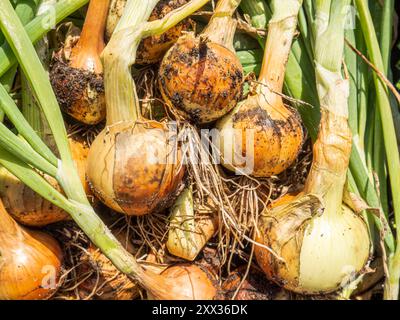Le cipolle in giardino prosperano nei letti ben piastrellati, i loro germogli verdi emergono dal suolo ricco. Hanno bisogno di molta luce solare e acqua, crescendo in f Foto Stock