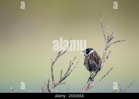 Un Common Reed Bunting arroccato su un ramo su uno sfondo verde nella penisola di Varanger, Norvegia Foto Stock