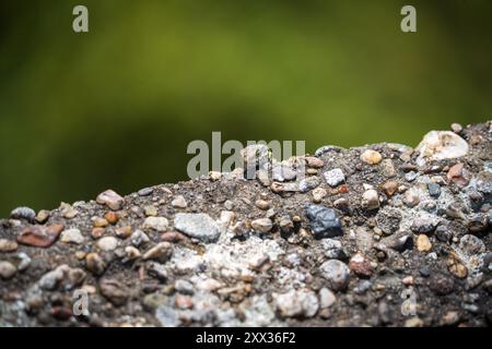 Un Iberolacerta martinezricai Lizard al Parco Nazionale di Eifel nella Renania settentrionale-Vestfalia, in Germania, in un giorno di sole Foto Stock