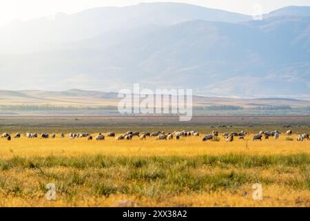 Un gregge di pecore che pascolano sul lago Karataş essiccato nel Burdur Foto Stock