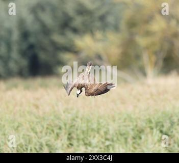 Immersioni Osprey Foto Stock