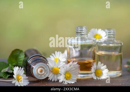 bottiglie di olio essenziale e margherite con foglie di menta fresche su un tavolo di legno all'aperto Foto Stock