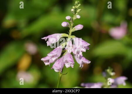 Primo piano viola pallido, fiori rosa di piante obbedienti, leoni, falsi dragoni (Physostegia virginiana), famiglia Lamiaceae. Giardino olandese, estate, Foto Stock