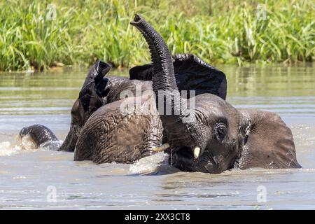 Bagno di elefanti giovani, Parco Nazionale di Tarangire, Tanzania Foto Stock