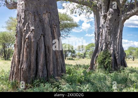 Baobab, Parco Nazionale del Tarangire, Tanzania Foto Stock