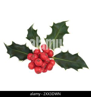 Winter holly rosso bacca tradizionale decorazione della flora naturale per Natale e Yule, Capodanno. Su sfondo bianco. Simbolo delle feste natalizie. Foto Stock