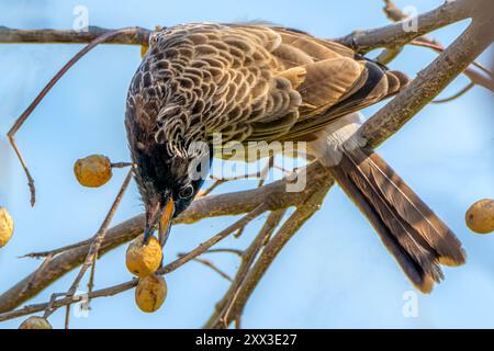 Il bulbul con ventilazione rossa è un membro della famiglia bulbul di passerini. Foto Stock