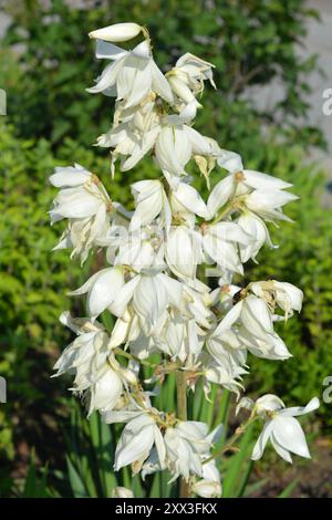 Splendidi fiori luminosi, paesaggio colorato della natura e del tempo. Fiori bianchi, campane luminose di yucca di strada che crescono in un parco della città di Dniprо. Foto Stock