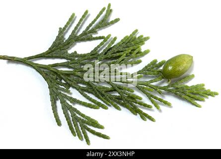 ramo dell'albero calocedrus decurrency, con i nomi comuni cedro di incenso e cedro di incenso californiano, studio girato isolato su sfondo bianco, c Foto Stock