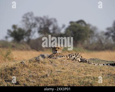 Cheetah, il mammifero terrestre più veloce al mondo. Qui una femmina con 5 cuccioli ben cresciuti in un'area di altri grandi predatori, leopardi, cani selvatici e leoni! Foto Stock