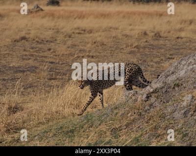 Cheetah, il mammifero terrestre più veloce al mondo. Qui una femmina con 5 cuccioli ben cresciuti in un'area di altri grandi predatori, leopardi, cani selvatici e leoni! Foto Stock