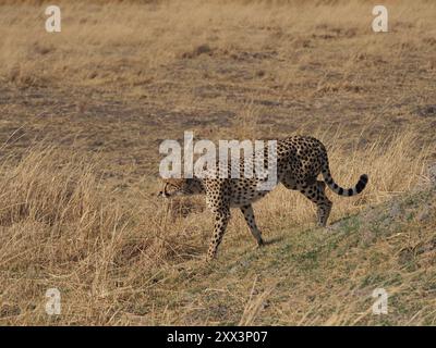 Cheetah, il mammifero terrestre più veloce al mondo. Qui una femmina con 5 cuccioli ben cresciuti in un'area di altri grandi predatori, leopardi, cani selvatici e leoni! Foto Stock