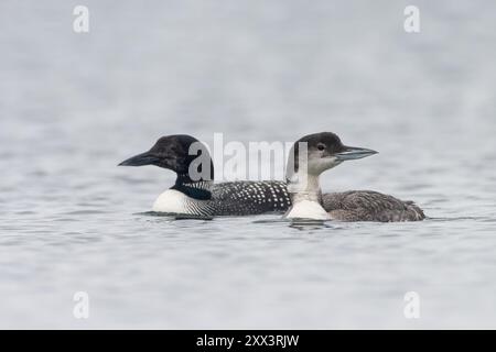 Grandi subacquei del nord o loons comuni (Gavia immer), Shetland, Scozia Foto Stock