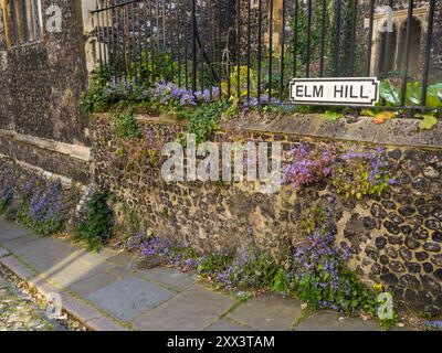 St Peter Hungate, Elm Hill, Norwich, Norfolk, Inghilterra, REGNO UNITO, REGNO UNITO. Foto Stock