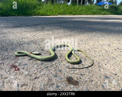 Questa foto, scattata a Samui, Thailandia, mostra un piccolo serpente verde che giace immobile su una strada asfaltata, probabilmente ferito o morto Foto Stock