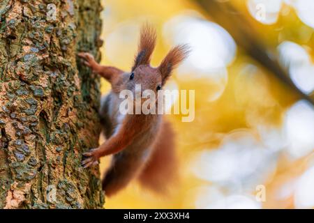 Uno scoiattolo curioso (Sciurus vulgaris) sbircia da un albero direttamente nella fotocamera. La scena è ambientata in una foresta autunnale con una bellissima ba gialla Foto Stock