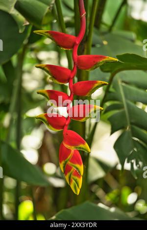 Gli artigli di aragosta fioriscono nel giardino speziato di Mahe, Seychelles Foto Stock