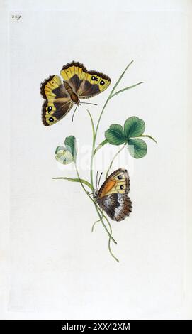 Grayling Butterfly. Placca 259, insetti britannici, Edward Donovan, 1792-1815. Alta risoluzione Foto Stock