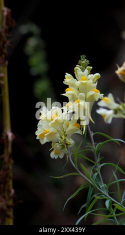 Toadflax comune ( Linaria Vulgaris ) Foto Stock