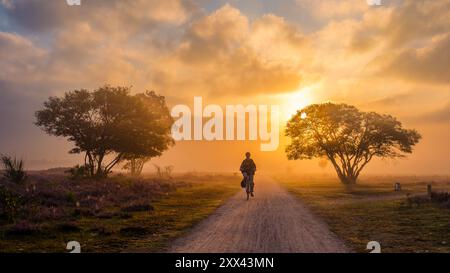 Zuiderheide Veluwe Paesi Bassi 15 giugno 2024, Un ciclista percorre un tranquillo sentiero circondato da vibranti erica in fiore, mentre il sole tramonta dietro alberi lussureggianti. Foto Stock