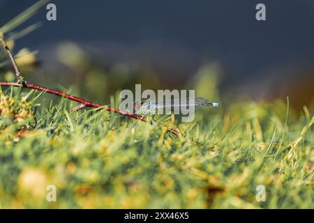 Piccolo rosso-eyed damselfly (Erythromma viridulum) Foto Stock