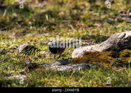 Coda bianca (Motacilla alba) in estate Foto Stock