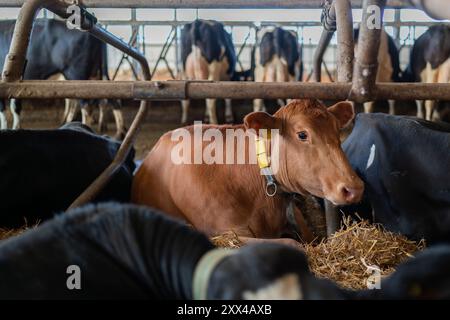 Un ritratto ravvicinato di una mucca da latte in un fienile. Primo piano di una mucca rossa sdraiata all'interno di un fienile. Foto Stock