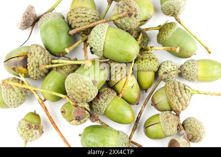 Frutti verdi di quercia, gruppo di ghiande ancora verdi isolate con bianco, primo piano Foto Stock