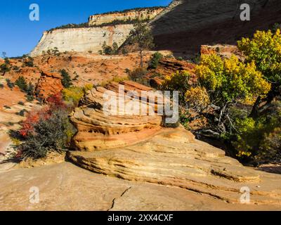 Strane formazioni rocciose, intemprate nell'arenaria Navajo nel Parco Nazionale di Zion, Utah USA, circondate dal colorato fogliame autunnale Foto Stock