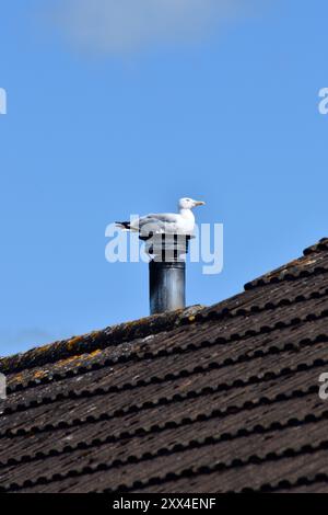 Seagull (larinae) seduto su un Chimney Chard a legna Somerset Inghilterra regno unito Foto Stock