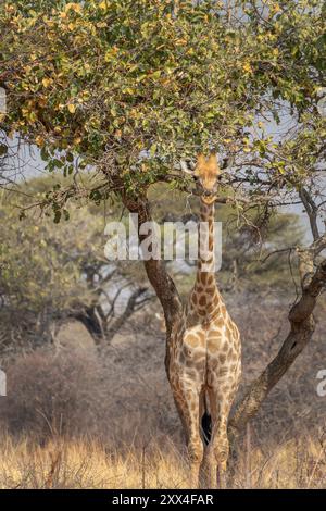 Foto della vista frontale di una giraffa vicino a un albero nella savana, fauna selvatica e safari in Namibia, Africa Foto Stock