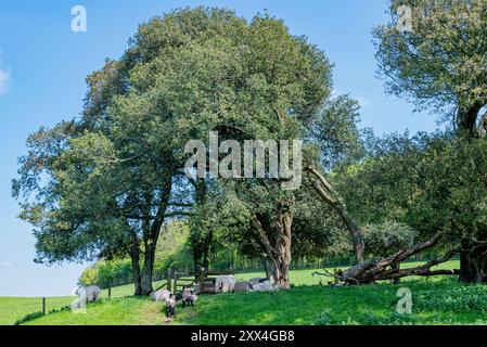 The Monarch's Way si dirige a nord-est attraverso Arundel Park - Arundel, South Downs National Park, West Sussex, Regno Unito. Foto Stock